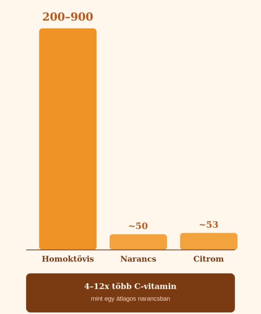 Oszlopdiagram, amely a homoktövis, a narancs és a citrom C-vitamin-tartalmát hasonlítja össze, szemléltetve, hogy a homoktövis akár 4-12-szer több C-vitamint tartalmaz